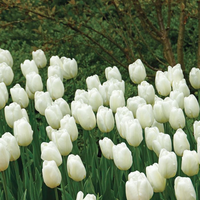 White tulip store flower